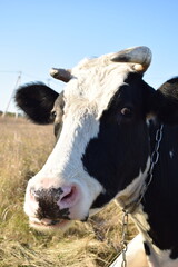 A serene cow grazes peacefully in a lush meadow under the bright sun on a warm day outdoors. The idyllic rural landscape captures the essence of simplicity and harmony in nature's beauty