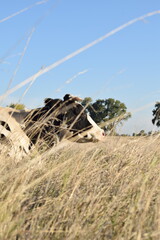 A serene cow grazes peacefully in a lush meadow under the bright sun on a warm day outdoors. The idyllic rural landscape captures the essence of simplicity and harmony in nature's beauty