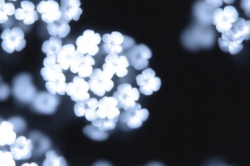 Achillea millefolium flowers, Achillea millefolium plants in a field.