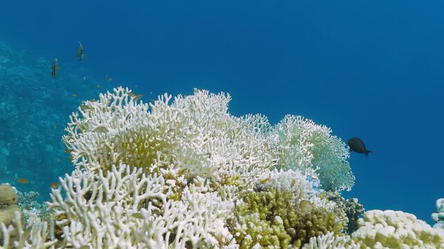 Colorful fish swimming over bleached fire corals &mdash; Scuba diving footage.