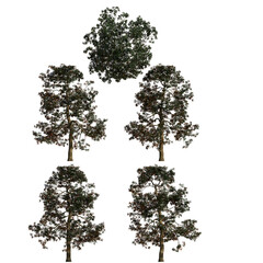 Southern Magnolia isolated on transparant background. 3d rendering	