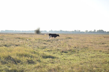 A serene cow grazes peacefully in a lush meadow under the bright sun on a warm day outdoors. The idyllic rural landscape captures the essence of simplicity and harmony in nature's beauty