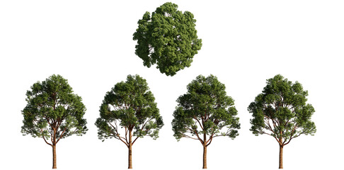 Paperbark Maple isolated on transparant background