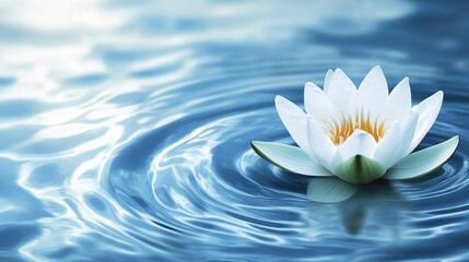 Serene Water Lily Floating on Calm Blue Water Surface with Reflection