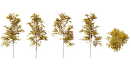 Paper Birch autumn isolated on transparant background