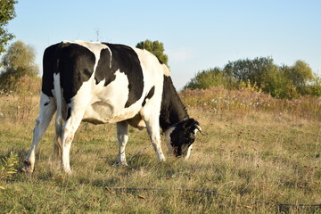 A serene cow grazes peacefully in a lush meadow under the bright sun on a warm day outdoors. The idyllic rural landscape captures the essence of simplicity and harmony in nature's beauty
