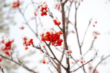 Frost-covered red berries viburnum on tree branches creating a soft, natural winter background with a serene and festive atmosphere