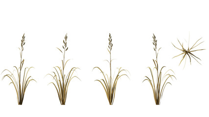 Fototapeta premium autumn Prairie Cordgrass isolated on transparant background. 3d rendering