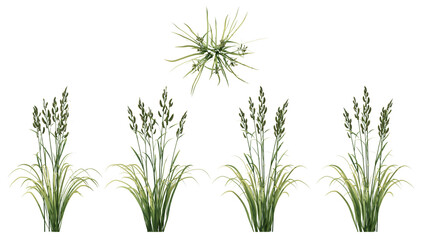 Prairie Cordgrass isolated on transparant background. 3d rendering	