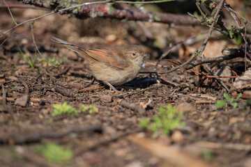 Common whitethroat, sylvia communis, female on the ground in the summer, close up