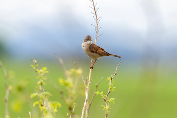 Common whitethroat, sylvia communis, male perched on a branch in the spring close up