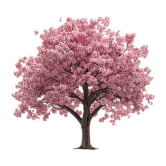 Obraz premium Blossom Tree Isolated on Transparent Background