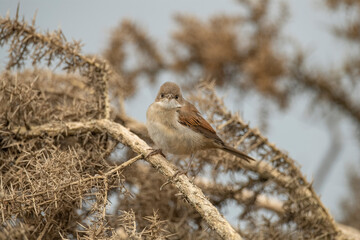 Common whitethroat, sylvia communis, female perched on a branch in the summer, close up