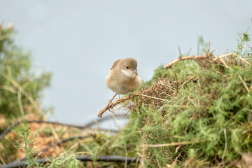 Common whitethroat, sylvia communis, female perched on a branch in the summer, close up