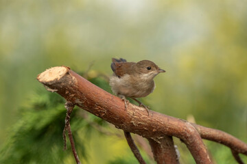 Common whitethroat, sylvia communis, female perched on a branch in the summer, close up