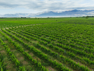 aerial view of malbec vineyards in the andes mountain range in mendoza argentina