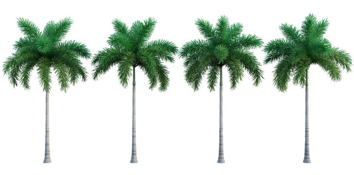 foxtail palmtree  isolated on transparant background. 3d rendering	