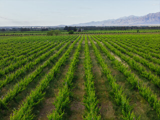 aerial view of malbec vineyards in the andes mountain range in mendoza argentina