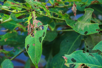 Close-up view of leaves with significant insect damage, showing numerous holes and eaten areas....