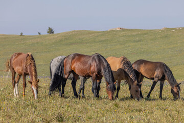 Obraz premium Wild Horses in Summer in the Pryor Mountains Montana