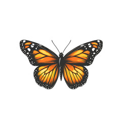 Obraz premium butterfly isolated on white