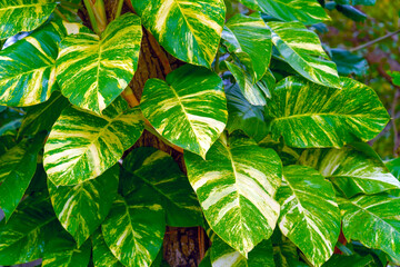 Green variegated leaves of a philodendron plant. Nature leaves, green tropical forest, background concept © aapsky