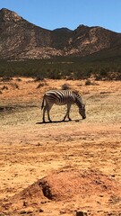 Zebra im Safari (Südafrika)
