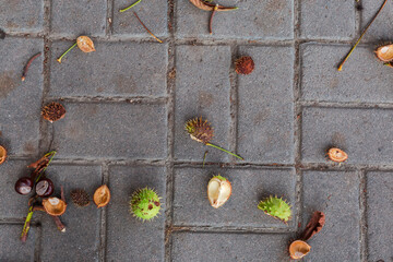 Fallen ripe horse chestnut conkers with stems on paved sidewalk