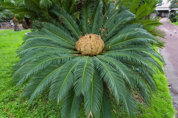 Japanese sago palm with female reproductive structure in the center