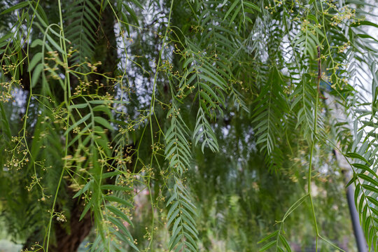 Hanging branches of the Schinus molle tree in overcast weather