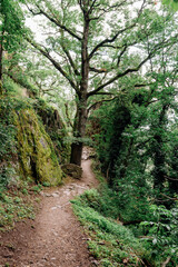 Obraz premium mountain trail leading to the Ribeauville Château de Saint-Ulrich castle