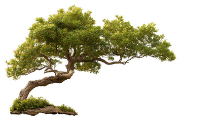 Fototapeta premium beautifully shaped bonsai tree with lush green foliage and twisted trunk, showcasing art of miniature tree cultivation