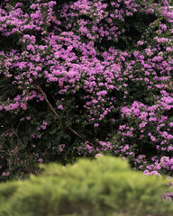 arbol cubierto de flores rosadas con ramas y follaje verde oscuro