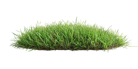 lush, green patch of grass isolated on white background, showcasing vibrant blades