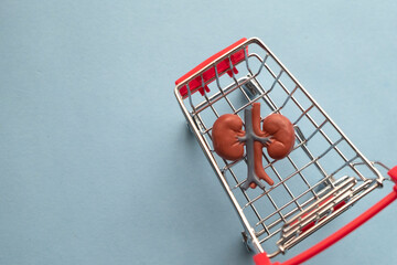 Miniature human kidney on a trolley. Replica of human organs.