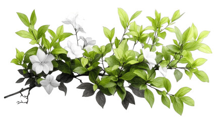 Obraz premium vibrant cluster of green leaves and white flowers creates fresh and natural look. delicate petals and lush foliage evoke sense of tranquility and beauty