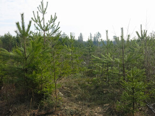 Young fluffy pine trees in early spring in the forest