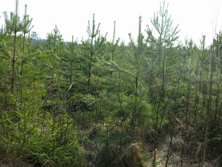 Obraz premium Young fluffy pine trees in early spring in the forest