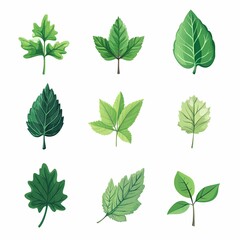 green leaf icons set on white background, vector style