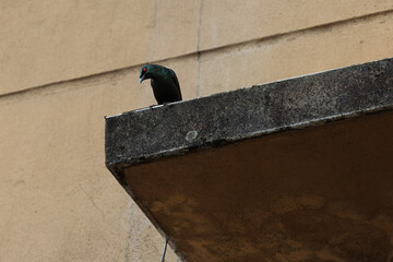 Asian Glossy Starling. The Asian glossy starling (Aplonis panayensis) is a species of starling in the family Sturnidae.