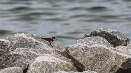 Fototapeta premium Great White Egret Heron Bird feeding on worms in Gurney Beach Penang Malaysia