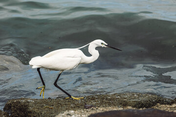 Great White Egret Heron Bird feeding on worms in Gurney Beach Penang Malaysia
