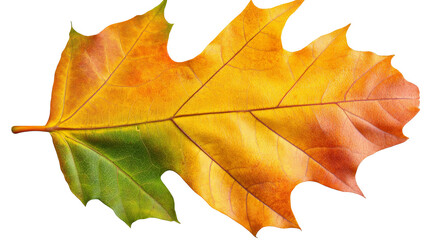 Fototapeta premium vibrant autumn leaf displaying gradient of green, yellow, and orange hues, showcasing beauty of seasonal change