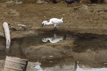 Great White Egret Heron Bird feeding on worms in Gurney Beach Penang Malaysia