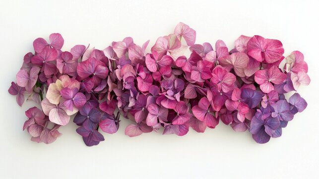 A vibrant assortment of dried hydrangea flowers showcases shades from soft pink to deep purple