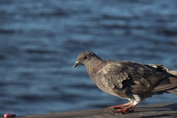 Close up of a Pigeon on docks at the lake