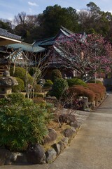Fototapeta premium 鎌倉市大船の春 多聞院の梅と桜 