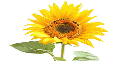 Obraz premium Bright yellow sunflower against white background with green leaves