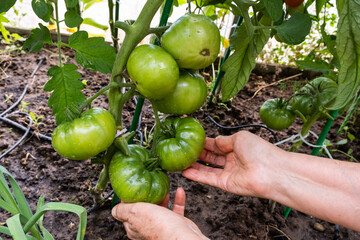 Hands of an elderly woman gardener holding unripe green tomatoes in the greenhouse