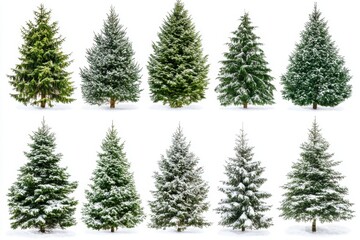 Obraz premium Collection of christmas Trees with Snow isolated on or white background
